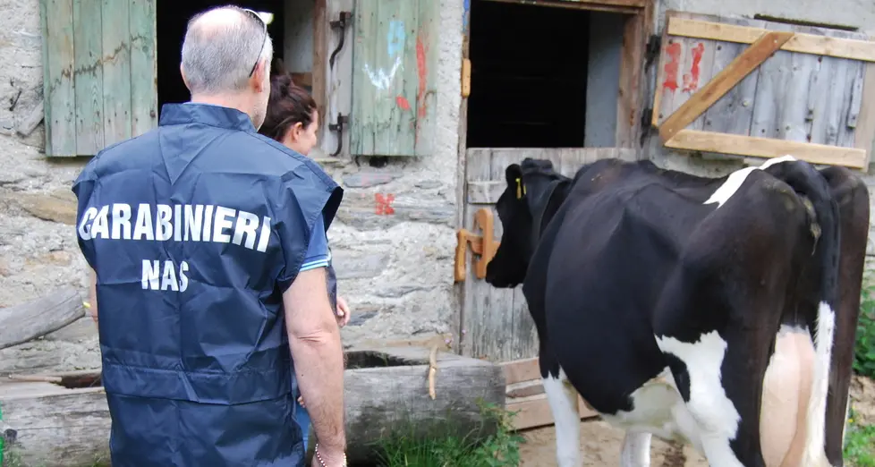 Cibo congelato e finto miele, blitz dei Nas a Ferragosto