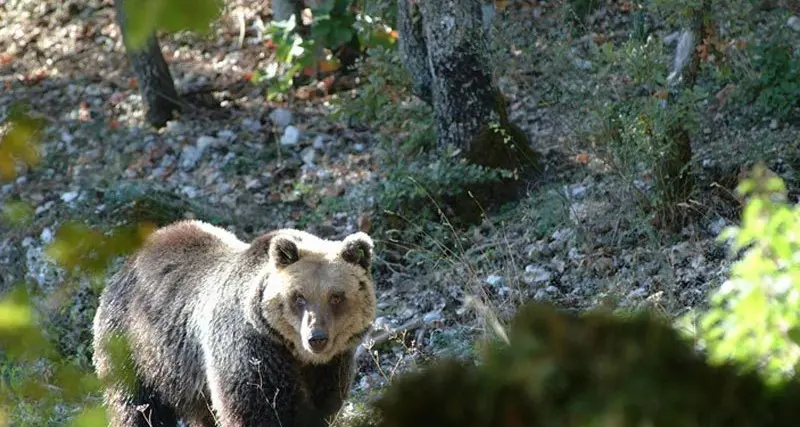Orsi, l'Alto Adige esce dal progetto di ripopolamento