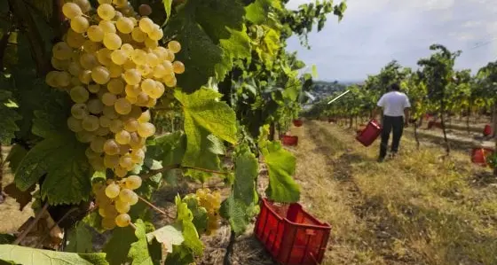 Indagine su vendemmia e caporalato in Trentino, le preoccupazioni della Cgil