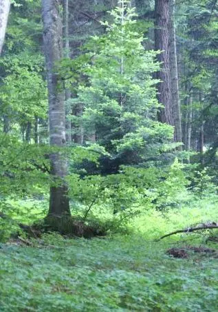 Il clima che cambia fa crescere gli insetti sconosciuti e voraci