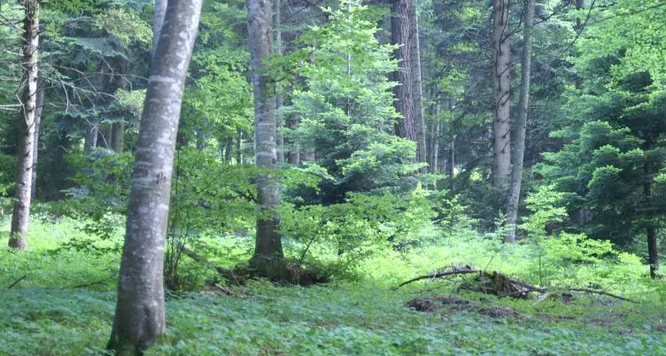 «Taglio selvaggio» del bosco salasso da 30 mila euro