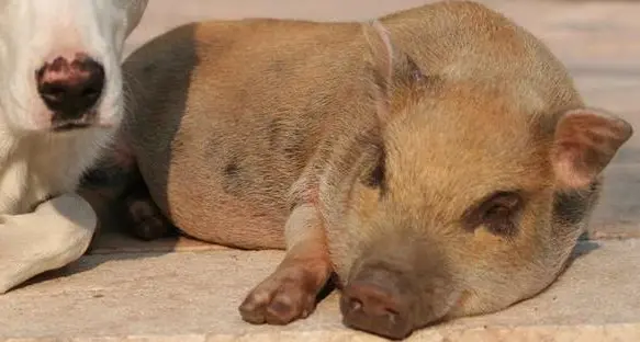 Il maialino Ettore non fu ucciso, assolto il vigile
