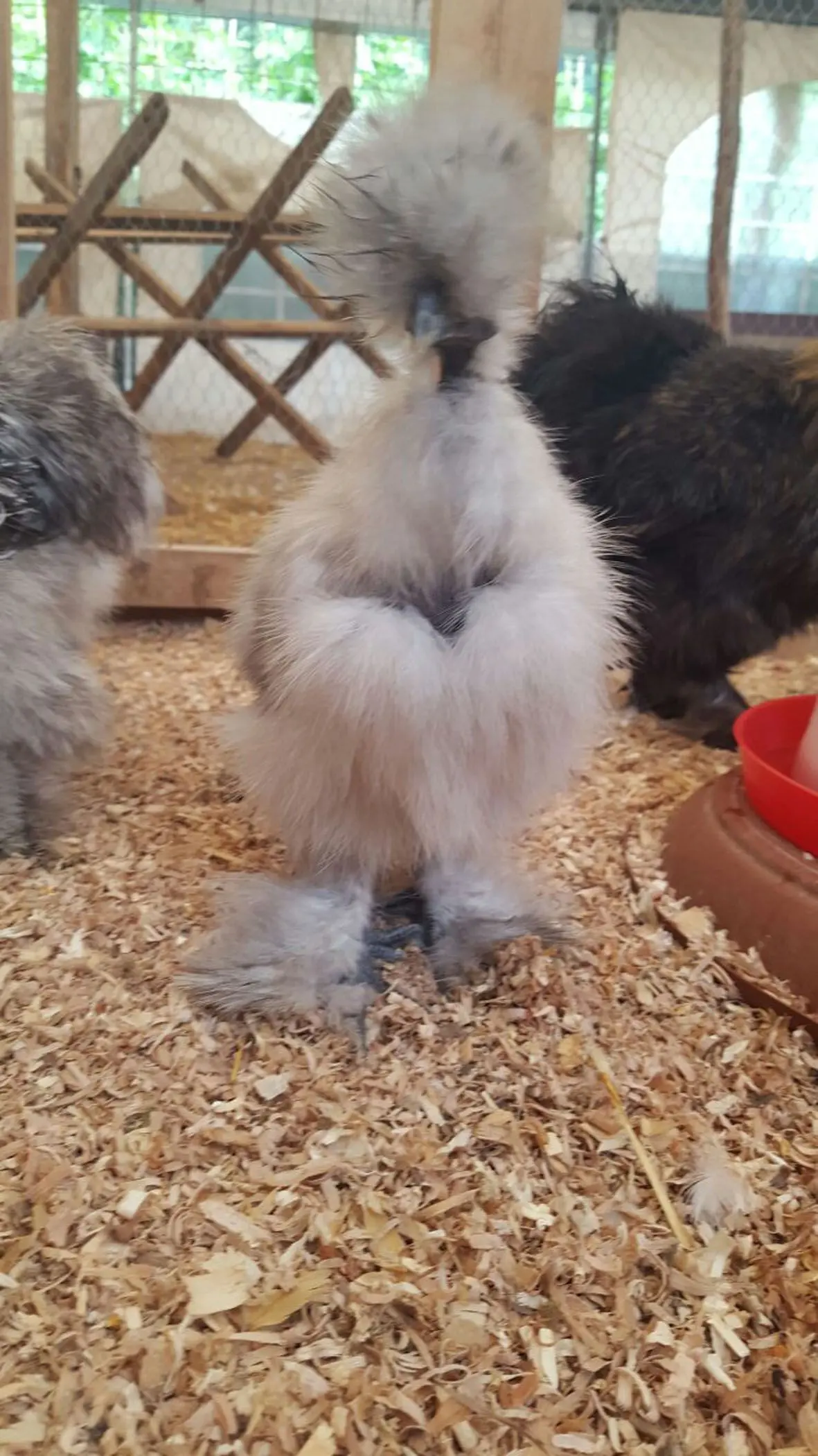 Le regine delle galline arrivano a Trento, tra loro anche le Showgirl