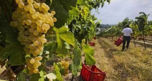 Caporalato, coinvolti 26 braccianti agricoli