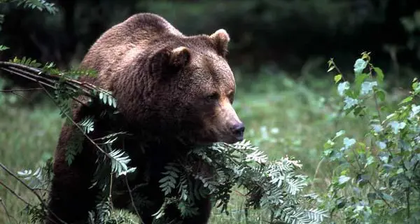 Orso ucciso tra Austria e Italia