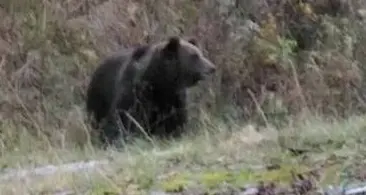 Il vecchio orso friulano muore investito da un furgone