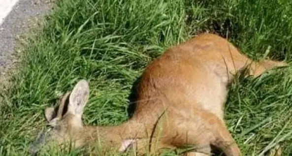 Bosco della città, cani attaccano i caprioli