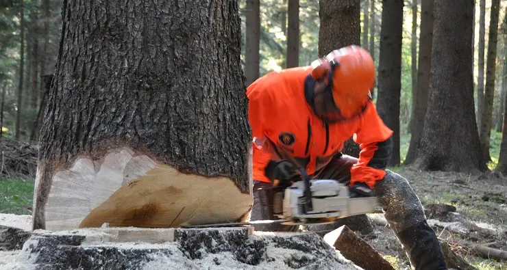Rinnovato il contratto per gli operai forestali