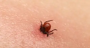 Punto dalla zecca, ora non cammina