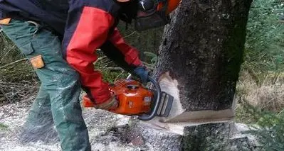 Taglia tronchi con la motosega Settantenne si ferisce al volto
