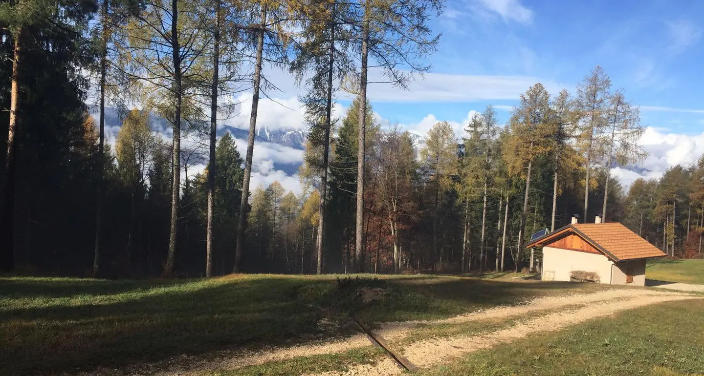 Ton, nuova rarità botanica sul monte Malachin