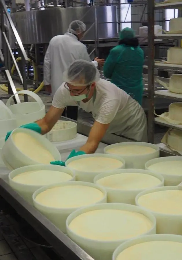 Un fiume di latte ogni giorno diventa formaggio dop