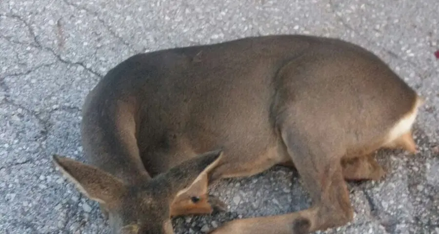 Capriola salvata dai cacciatori