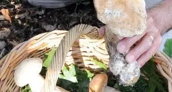 Pergine, in sala Rossi 4 serate sui funghi