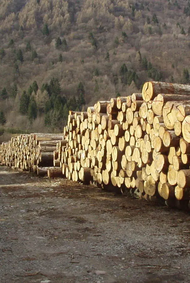 Festa dei segantini, bilancio positivo del comparto legno