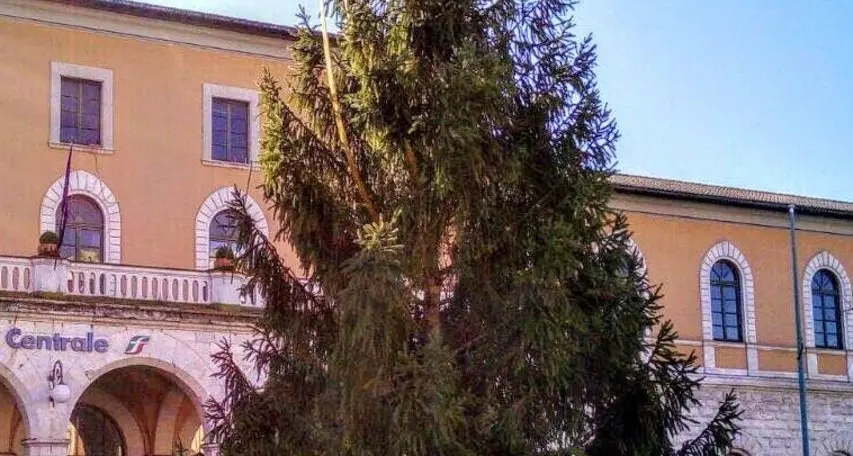 A Pisa l’albero di Natale alto 13 metri regalato dalla Valle del Chiese