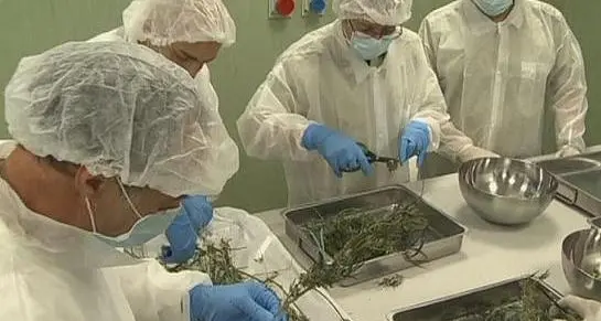 Niente cannabis, l’ira dei malati