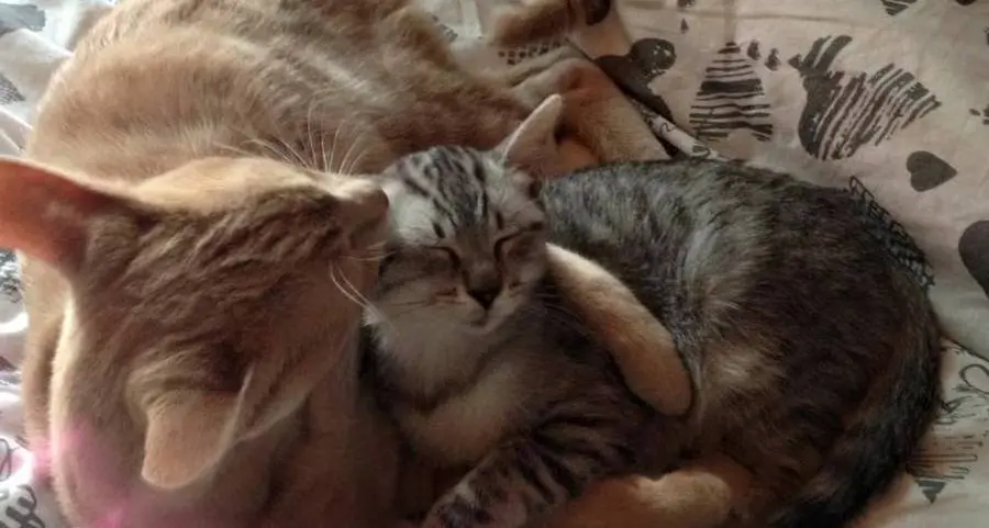 Gattile Pan Eppaa, disabili più autonomi con la pet therapy