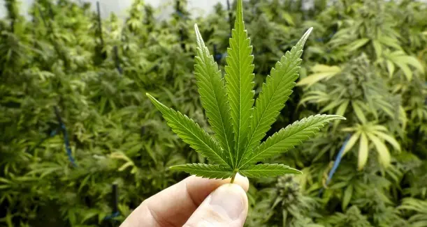 Coltivava cannabis per curarsi: assolto