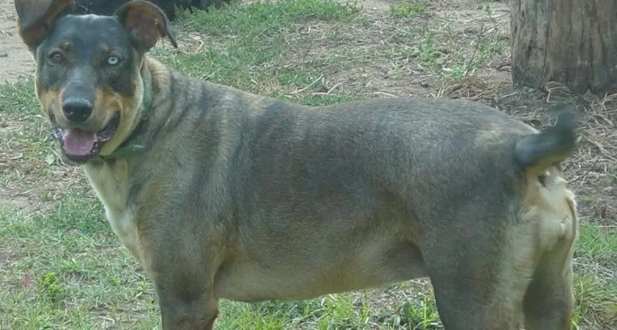 Appello urgente per Fortuna, cane fumetto