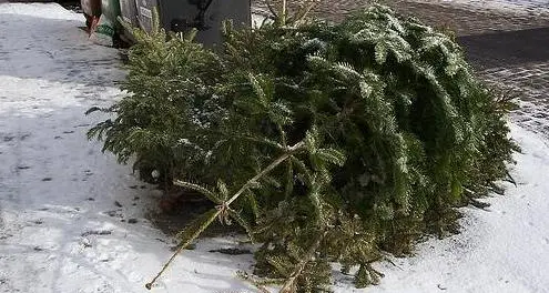 Alberi, ritiro a domicilio e gratis