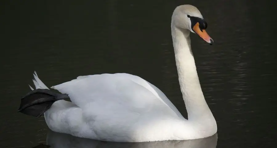 Cigno a spasso sulla circonvallazione