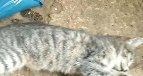 Luserna, morìa di gatti: «Sono stati avvelenati»