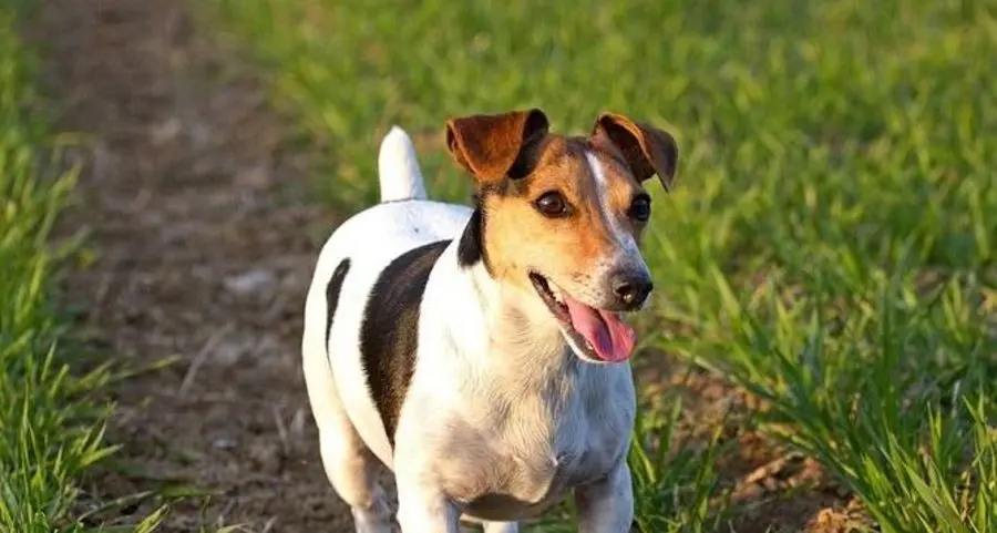Riva, cagnolina muore azzannata