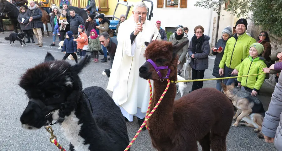 Anche due alpaca alla benedizione