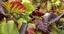 “Flavescenza dorata” e viti a rischio: parlano gli esperti