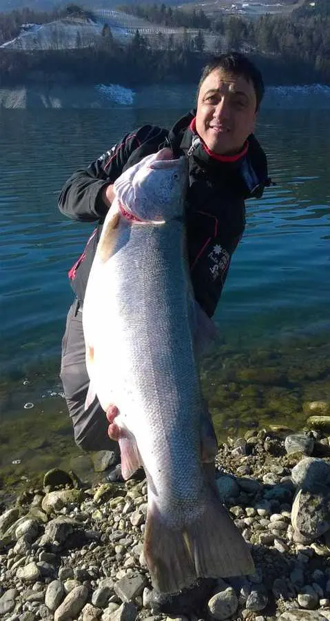 Una enorme trota di 18 chili pescata nel lago di Santa Giustina