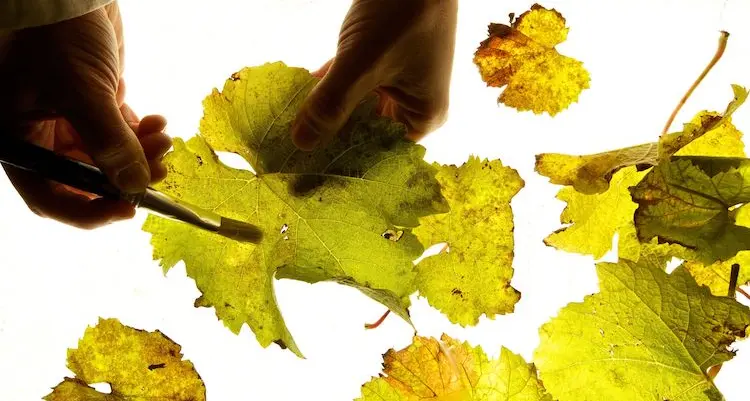 Decifrato a Trento il codice genetico della peronospora della vite