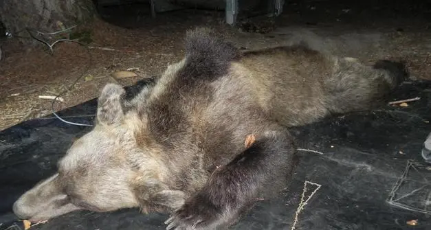 L'Oipa chiede la riapertura delle indagini sulla morte di Kj2