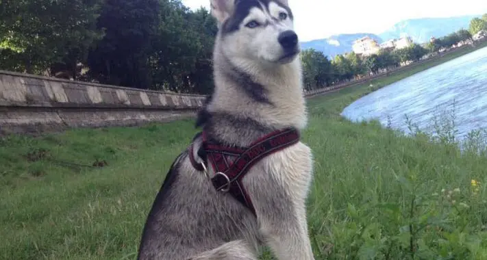 Masha, per l’husky sparita scatta la gara di solidarietà