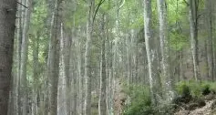 Una sessione forestale per quattro paesi
