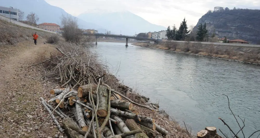 Lungo l'Adige spuntano i ladri di legname