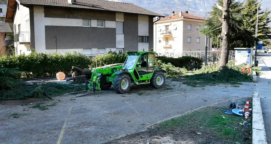 L’Itea abbatte gli abeti: tagliati «per motivi di sicurezza»