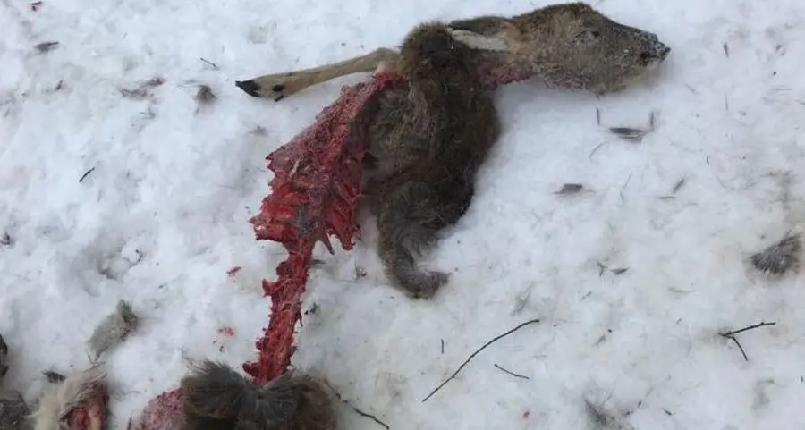 Capriolo spolpato: lupi o bracconieri?