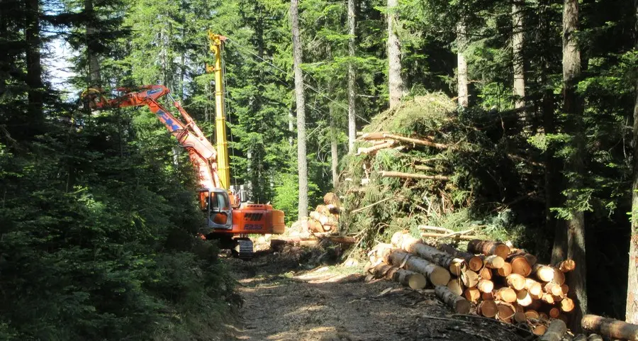 Sessione forestale a Frassilongo