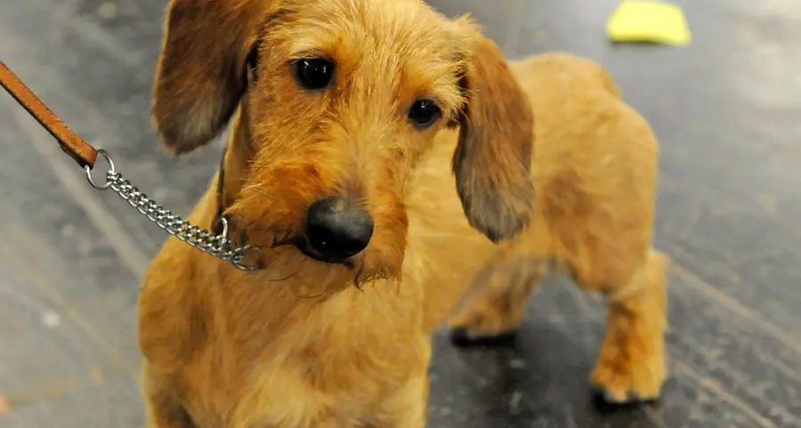 Esposizione canina alla Baltera ultima giornata