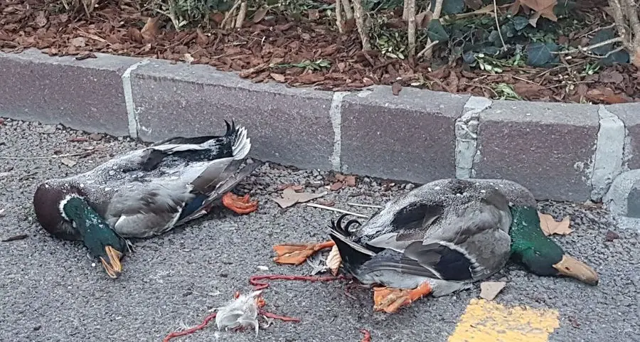 Piazza Dante, due germani uccisi in strada