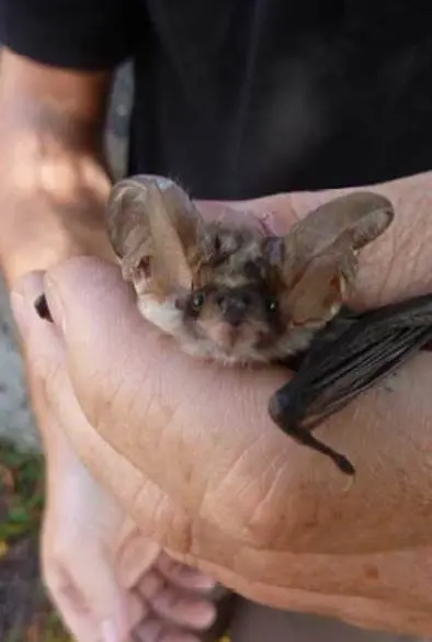 I pipistrelli e altri animali importantissimi ma in pericolo