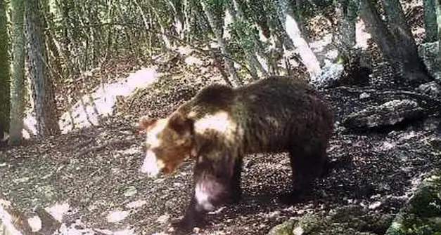 L'orso M49 fugge ancora dal Casteller