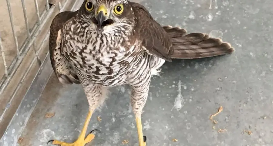 Falchetto ferito consegnato ai pompieri