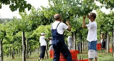 Due settimane di fuoco per i viticoltori lagarini