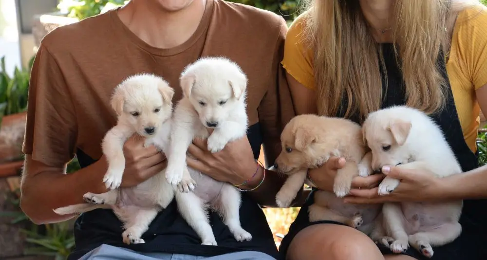 Trovano nei campi una cucciolata di cani abbandonati