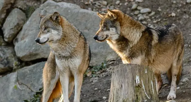 Vitello sbranato dal lupo al Passo di Costalunga