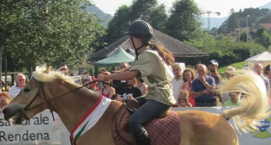 Cavalli Haflinger e Noriker da ammirare