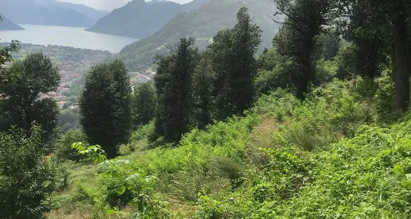 Il castagneto di Lodrone si è trasformato in giungla