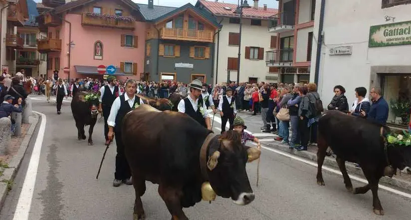 La razza Rendena sfila a Pinzolo tra due ali di folla
